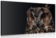 Quadro su tela – Gufo