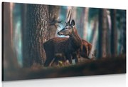 Stampa su tela – Cervo nella foresta di pini
