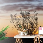 Carta da parati – Rami al tramonto