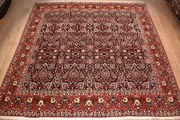 Bidjar Tappeto 300x310 (Iran) Annodato A Mano