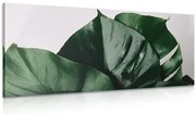 Quadro su tela – Foglia di monstera
