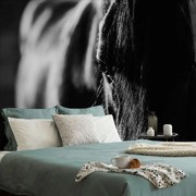Carta da parati – Cavallo maestoso in bianco e nero