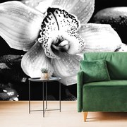 Carta da parati – Orchidea esotica bianco e nero