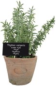 Pianta artificiale (altezza 21,5 cm) Thyme - Esschert Design