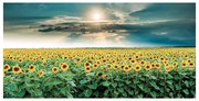 Stampa su tela Sunflowers, multicolore 90 x 190 cm