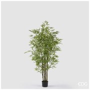 EDG - Enzo De Gasperi pianta di Bamboo Con Vaso H.150