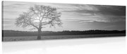 Stampa su tela – Albero solitario in bianco e nero