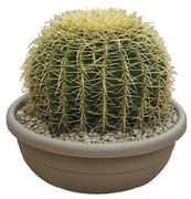 Pianta da interno ECHINOCACTUS GRUSONII - VASO DIAM.CM. 40