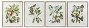 Quadro DKD Home Decor Bird 55 x 2,5 x 70 cm Tropicale Uccelli (4 Pezzi)