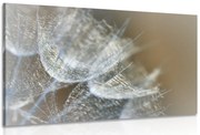 Quadro su tela – Macro soffione su sfondo