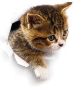 Adesivo murale Gatto che si nasconde - Ambiance