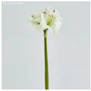 EDG AMARYLLIS REX RAMO H 61