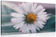 Quadro su tela – Margherita stupenda