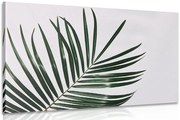 Quadro su tela – Splendido foglia di palma