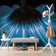 Carta da parati – Gerbera blu