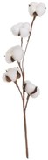 Pianta essiccata (altezza 55 cm) Cotton - Casa Selección