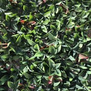 Siepe artificiale Photinia Divy 3D in polietilene, verde H 1 m x L 3 m