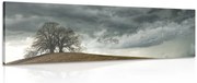 Quadro su tela – Alberi solitari