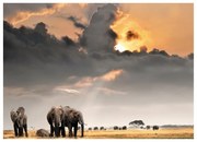 Quadro su tela Elefanti, multicolore 100 x 140 cm