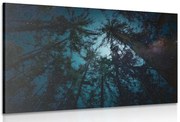 Quadro su tela – Notte nella foresta