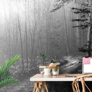Carta da parati – Sentiero nel bosco in bianco e nero