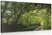 Quadro su tela – Foresta da fiaba