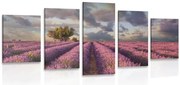 Quadri 5 pezzi – Terra dei campi di lavanda