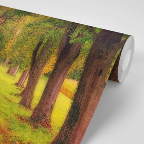 Carta da parati – Sentiero nel bosco autunnale