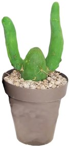 Pianta da interno TRICHOCEREUS BRIDGESII MONSTROSE D.CM25