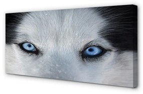 Stampa quadro su tela Eyes Wolf 100x50 cm