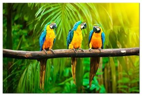 Quadro  Parrot Trio (1 Part) Wide  Larghezza x Altezza Home decor 60x40