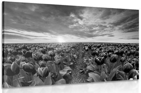 Quadro su tela – Alba sopra il prato con tulipani in bianco e nero