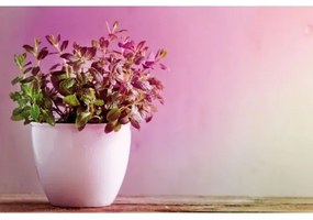 LED Lampadina per la crescita delle piante GROW VERDE R50 E14/4W/230V - Paulmann 28734