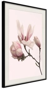 Poster  Blooming Magnolias II  Cornice Quadri Cornice nera con pass-partout, Larghezza x Altezza Home decor 30x45