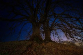 Carta da parati – Alberi nel paesaggio notturno