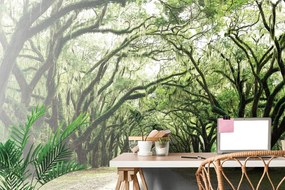 Fotomurale – Alberi in abbraccio