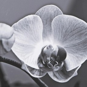 Tela Orchidea 65 x 2 x 95 cm Fiore