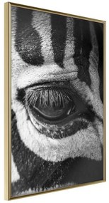 Poster  Zebra Is Watching You  Cornice Quadri Cornice d'oro, Larghezza x Altezza Home decor 20x30