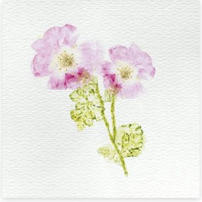 Atelier per bambini XXL - Erbario - 6 creazioni con fiori da essiccare