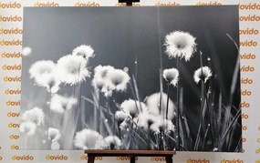 Quadro su tela – Erba di cotone in bianco e nero