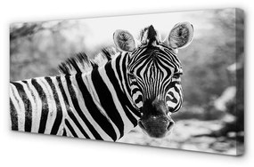 Quadro su tela Zebra retrò 100x50 cm