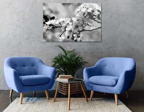 Stampa su tela – Fiore di ciliegio in bianco e nero