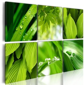 Quadro Verde intenso delle foglie  Colore Verde, Dimensioni e Misure 60x40