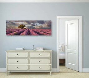 Stampa su tela – Terra dei campi di lavanda