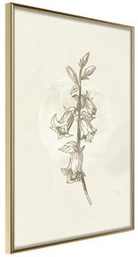 Poster  Beige Campanula  Cornice Quadri Cornice d'oro, Larghezza x Altezza Home decor 20x30