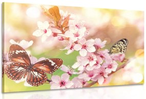 Quadro su tela – Fiori primaverili con farfalle esotiche