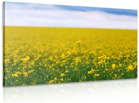 Stampa su tela – Campo giallo
