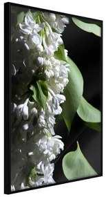 Poster  Fragrant Spring  Cornice Quadri Cornice nera, Larghezza x Altezza Home decor 30x45