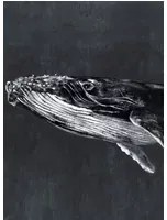Coordonne Wandbild Humpback Whale - Night