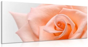Stampa su tela – Rosa pesca